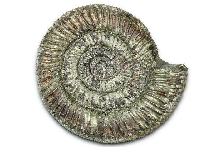 Jurassic Ammonite (Dactylioceras) Fossil - England #362475